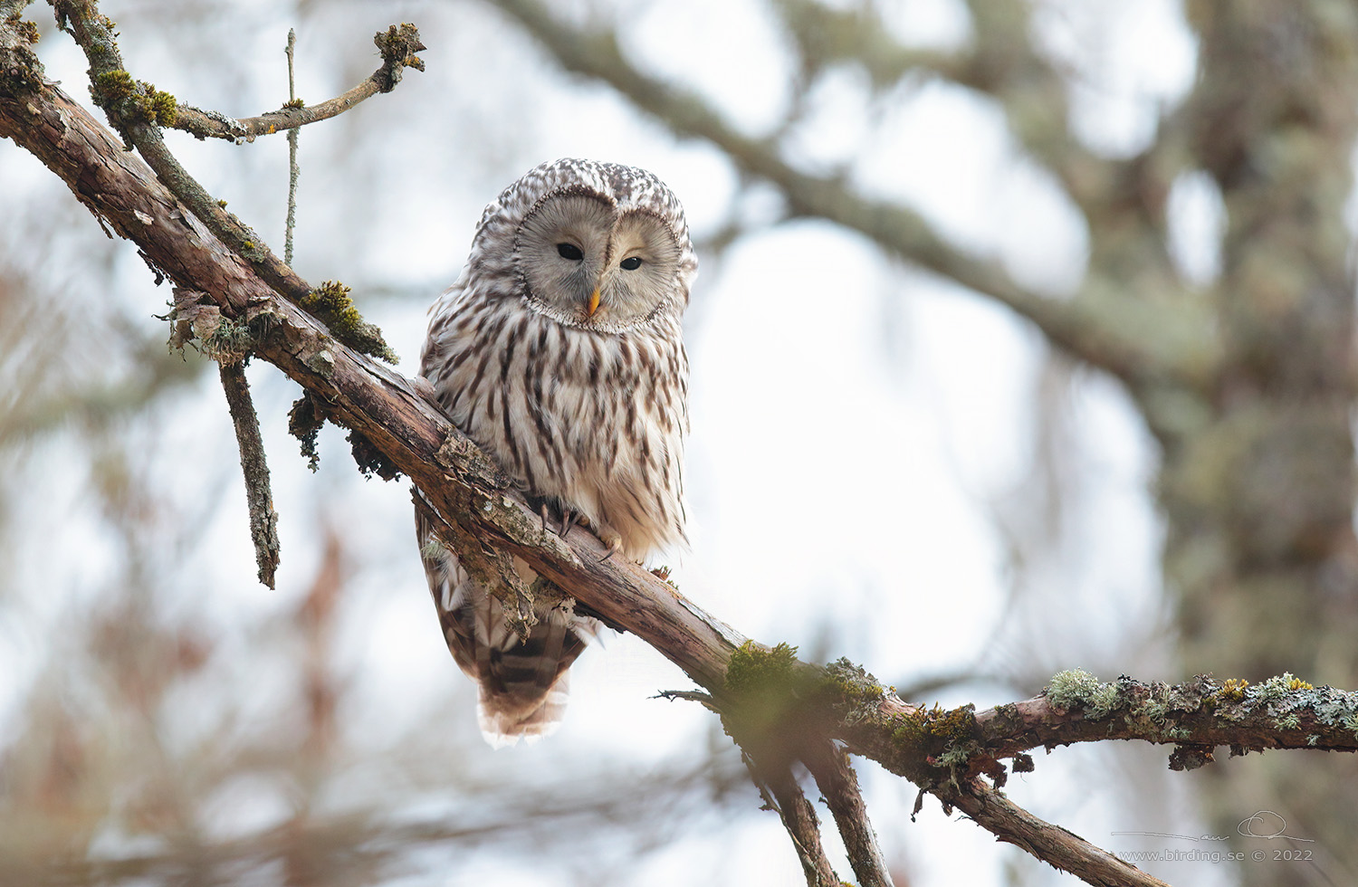 SLAGUGGLA / URAL OWL (Strix uralensis) - Stäng / Close