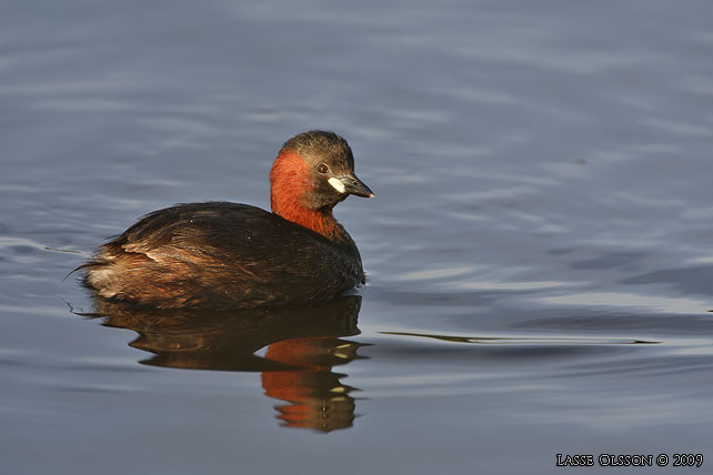 SMDOPPING / LITTLE GREBE (Tachybaptus ruficollis) - stor bild / full size