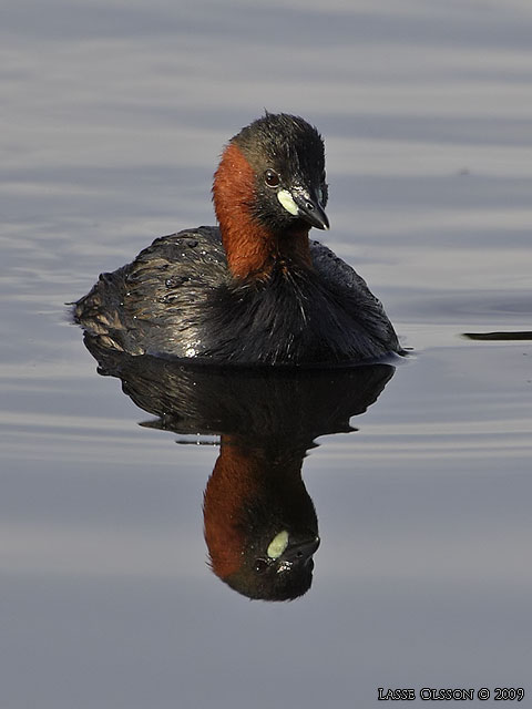 SMDOPPING / LITTLE GREBE (Tachybaptus ruficollis) - stor bild / full size