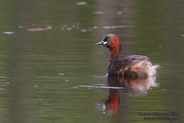 SMÅDOPPING / LITTLE GREBE (Tachybaptus ruficollis) - stor bild / full size