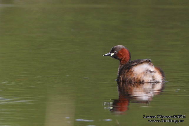 SMÅDOPPING / LITTLE GREBE (Tachybaptus ruficollis) - stor bild / full size