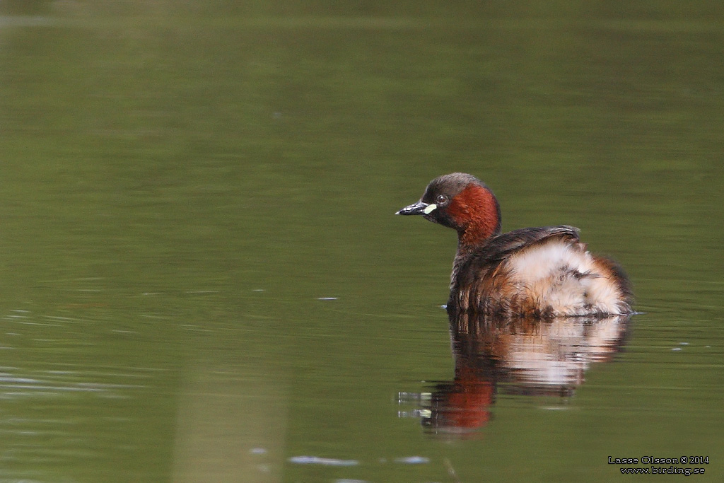 SMDOPPING / LITTLE GREBE (Tachybaptus ruficollis) - Stng / Close