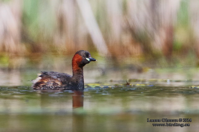 SMÅDOPPING / LITTLE GREBE (Tachybaptus ruficollis) - stor bild / full size