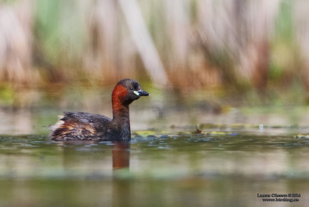 SMDOPPING / LITTLE GREBE (Tachybaptus ruficollis) - Stng / Close