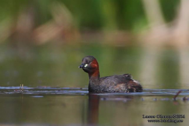 SMÅDOPPING / LITTLE GREBE (Tachybaptus ruficollis) - stor bild / full size