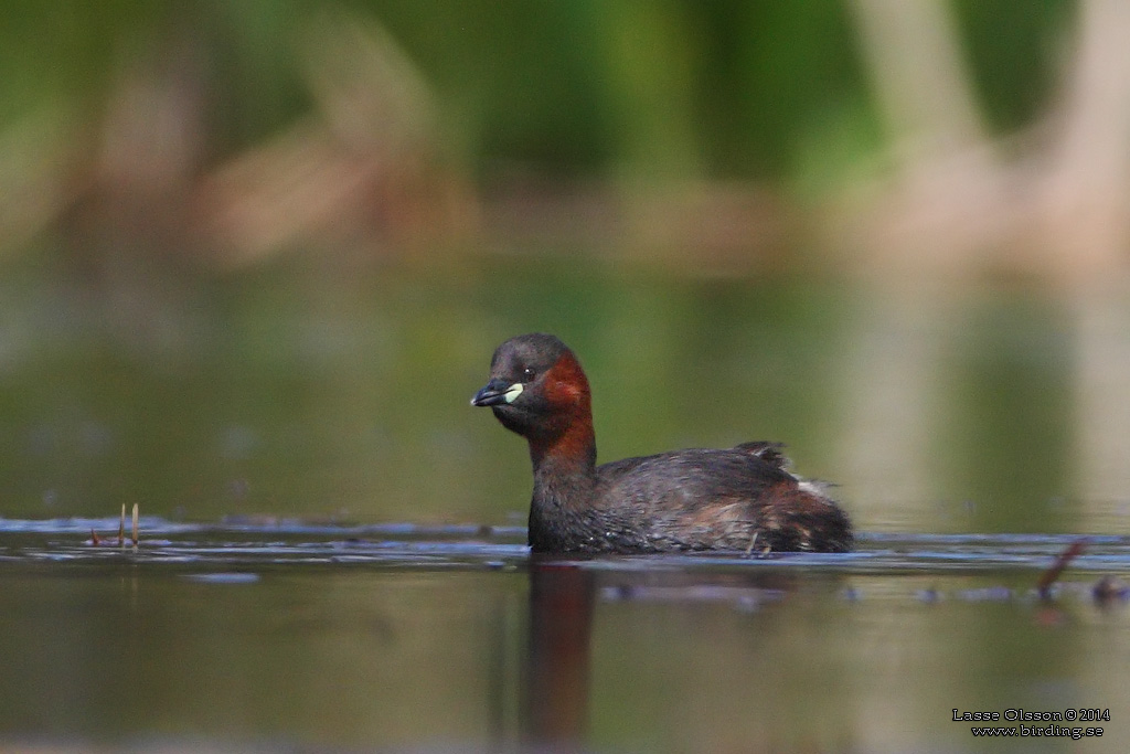 SMDOPPING / LITTLE GREBE (Tachybaptus ruficollis) - Stng / Close