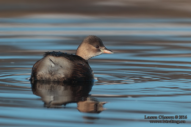 SMÅDOPPING / LITTLE GREBE (Tachybaptus ruficollis) - stor bild / full size