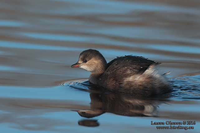 SMÅDOPPING / LITTLE GREBE (Tachybaptus ruficollis) - stor bild / full size