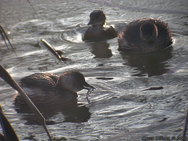 SMDOPPING / LITTLE GREBE (Tachybaptus ruficollis)