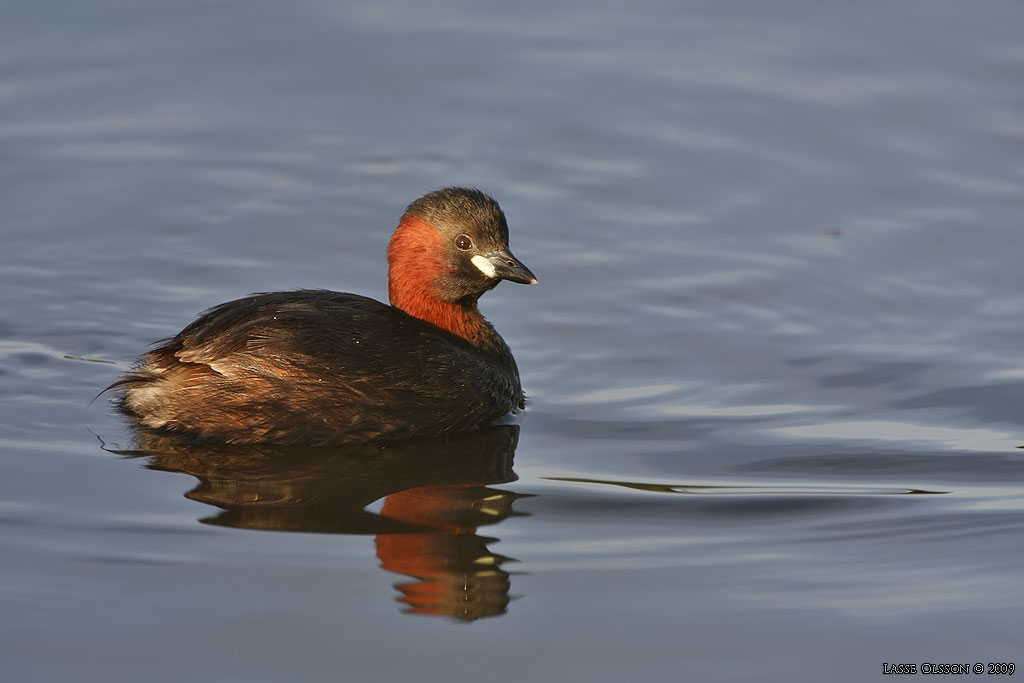 SMDOPPING / LITTLE GREBE (Tachybaptus ruficollis) - Stng / Close