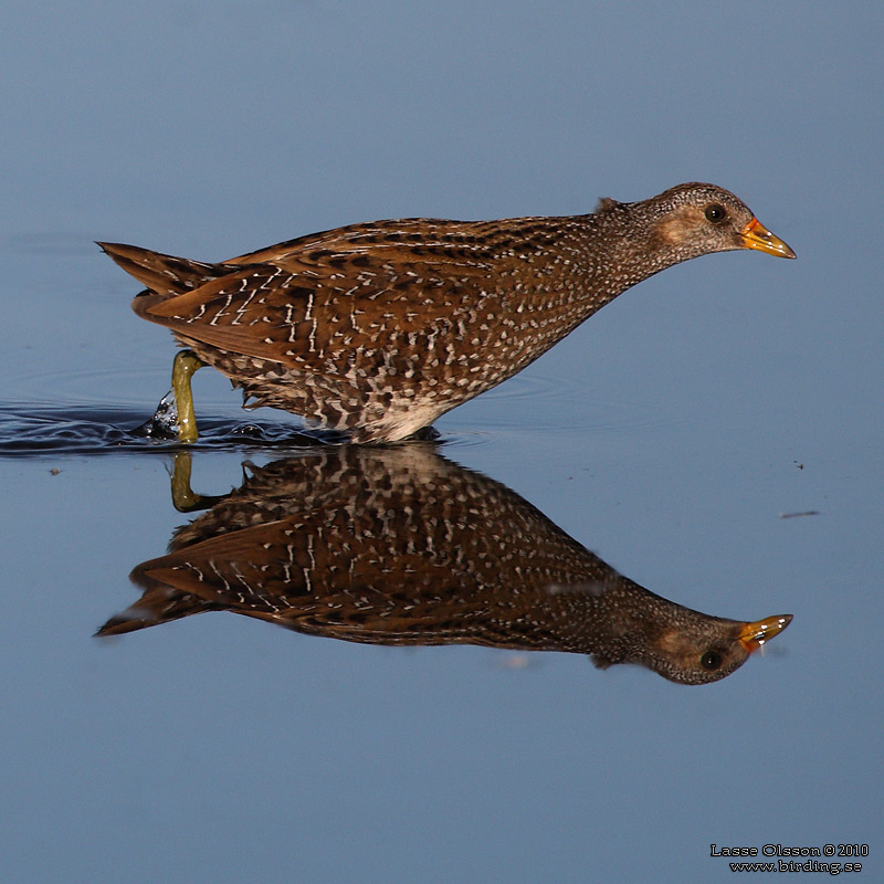 SMFLCKIG SUMPHNA / SPOTTED CRAKE (Porzana porzana) - Stng / Close