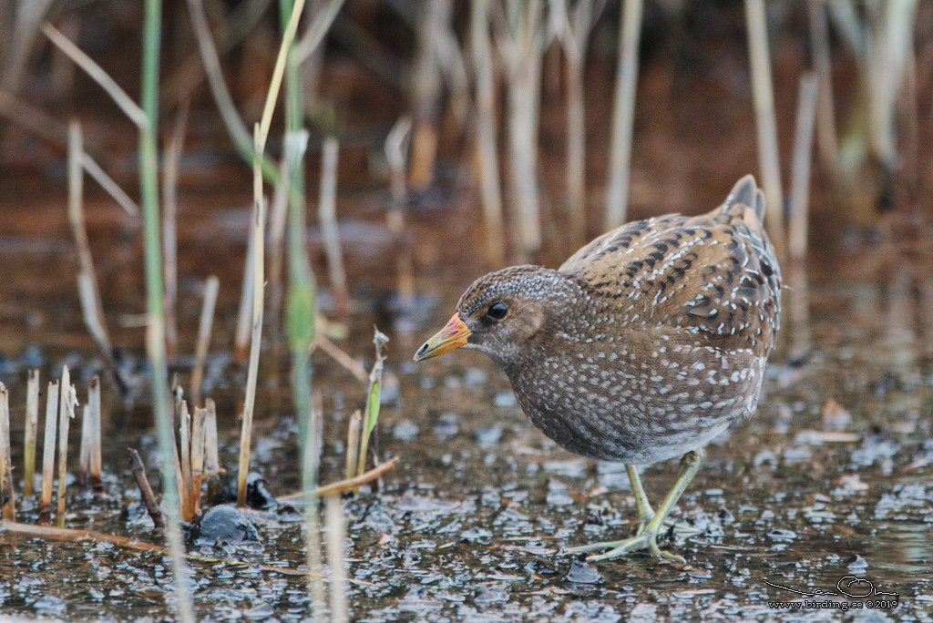 SMFLCKIG SUMPHNA / SPOTTED CRAKE (Porzana porzana) - Stng / Close