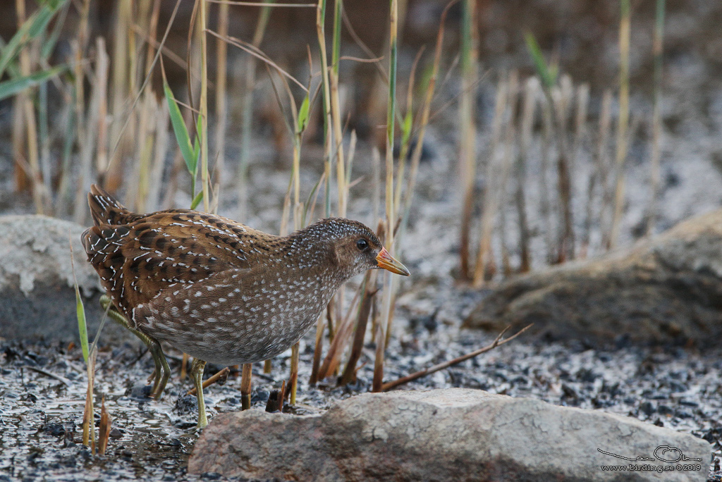 SMFLCKIG SUMPHNA / SPOTTED CRAKE (Porzana porzana) - Stng / Close