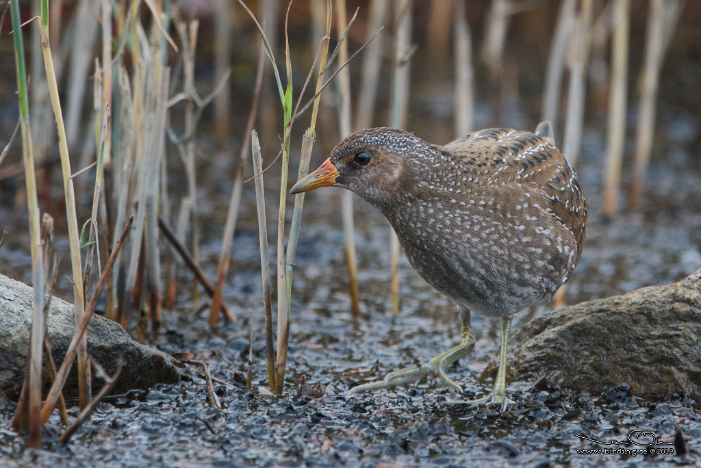 SMFLCKIG SUMPHNA / SPOTTED CRAKE (Porzana porzana) - Stng / Close