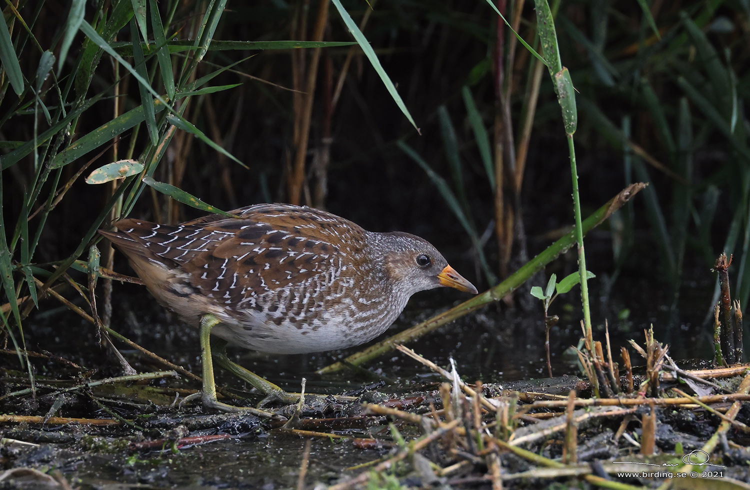 SMFLCKIG SUMPHNA / SPOTTED CRAKE (Porzana porzana) - Stng / Close