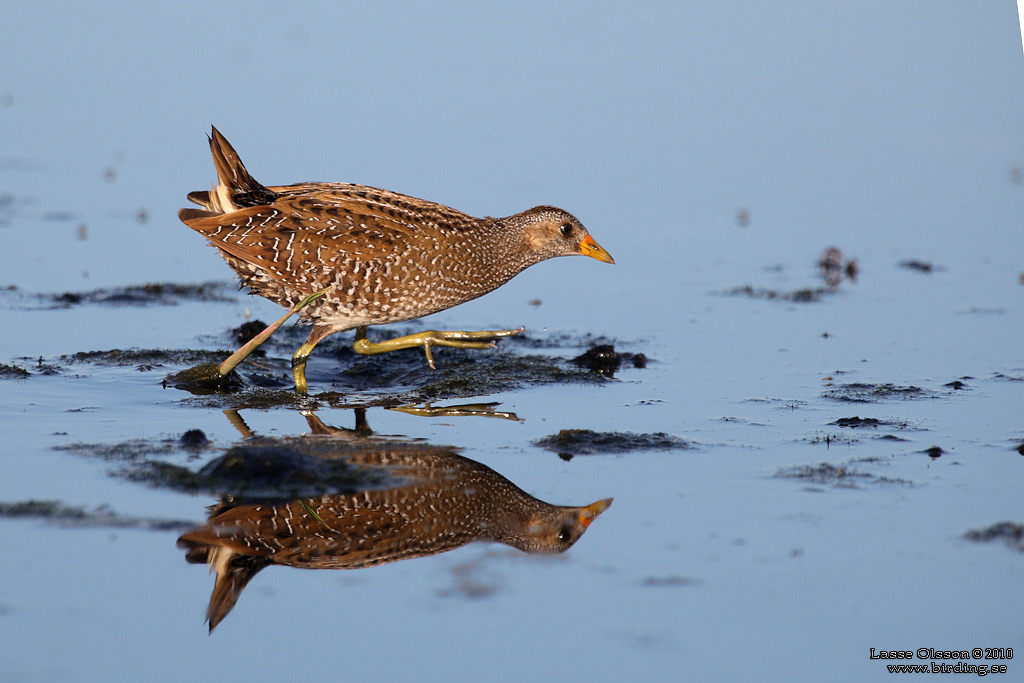 SMFLCKIG SUMPHNA / SPOTTED CRAKE (Porzana porzana) - Stng / Close