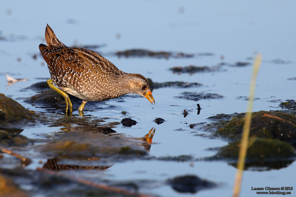 SMFLCKIG SUMPHNA / SPOTTED CRAKE (Porzana porzana) - Stng / Close