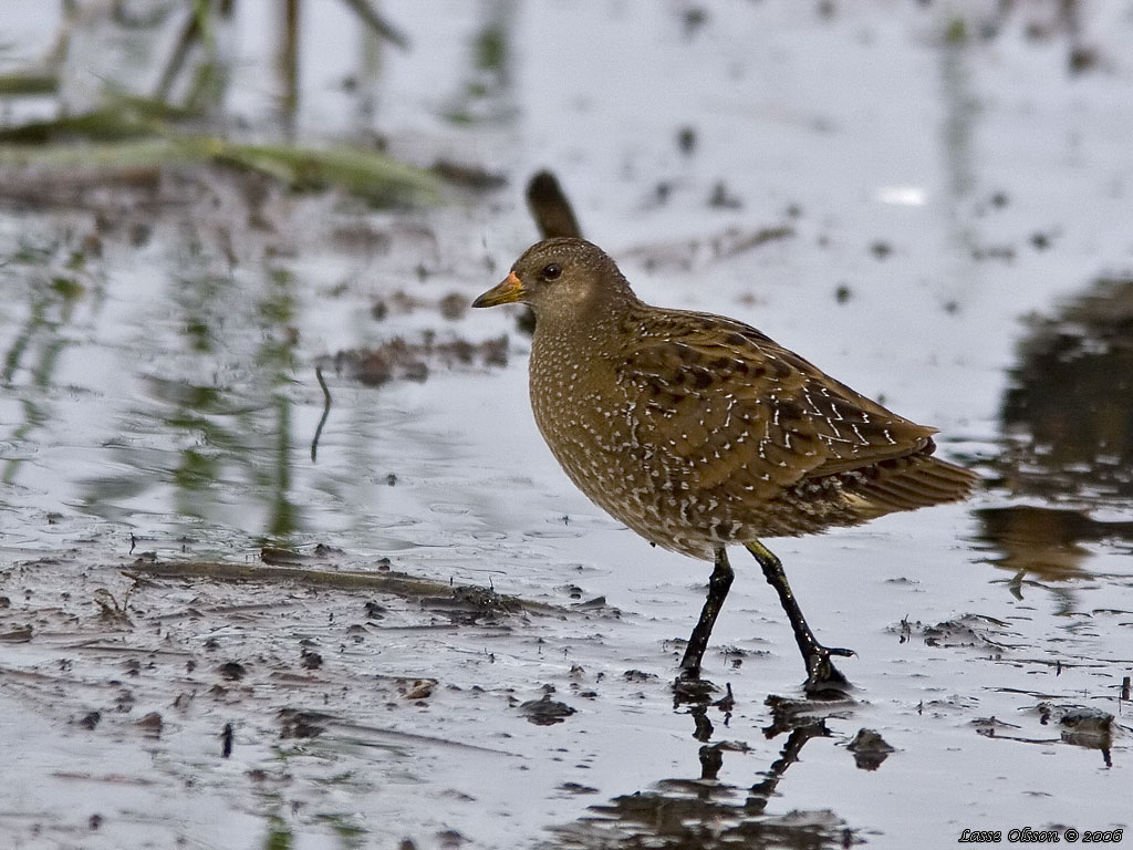 SMFLCKIG SUMPHNA / SPOTTED CRAKE (Porzana porzana) - Stng / Close