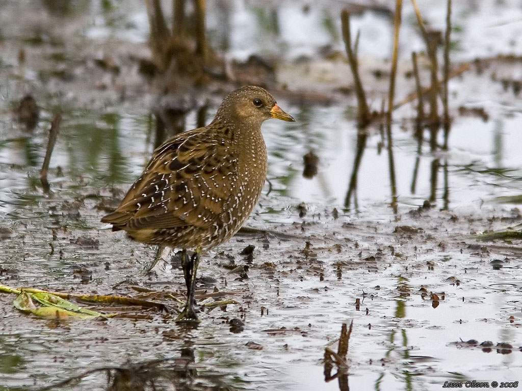 SMFLCKIG SUMPHNA / SPOTTED CRAKE (Porzana porzana) - Stng / Close