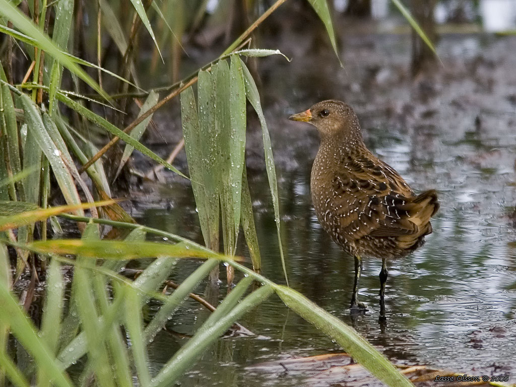 SMFLCKIG SUMPHNA / SPOTTED CRAKE (Porzana porzana) - Stng / Close