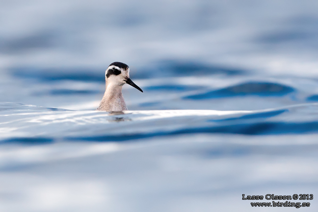 SMALNÄBBAD SIMSNÄPPA / RED-NECKED PHALAROPE (Phalaropus lobatus) - STOR BILD / FULL SIZE