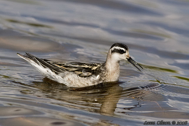 SMALNBBAD SIMSNPPA / RED-NECKED PHALAROPE (Phalaropus lobatus) 