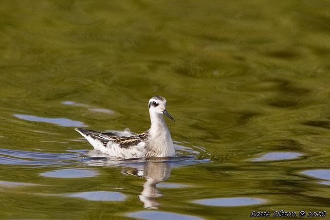 SMALNBBAD SIMSNPPA / RED-NECKED PHALAROPE (Phalaropus lobatus) 