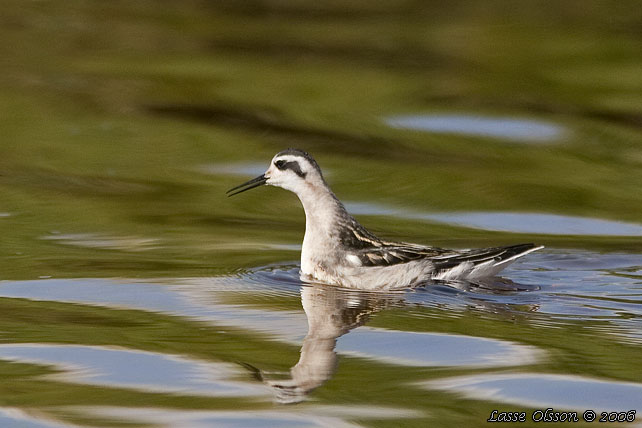 SMALNBBAD SIMSNPPA / RED-NECKED PHALAROPE (Phalaropus lobatus)