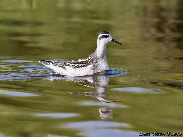 SMALNBBAD SIMSNPPA / RED-NECKED PHALAROPE (Phalaropus lobatus)