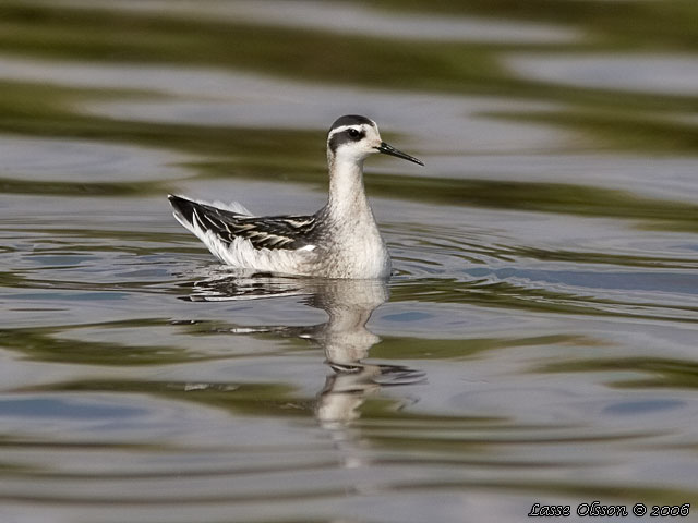 SMALNBBAD SIMSNPPA / RED-NECKED PHALAROPE (Phalaropus lobatus) - STOR BILD / FULL SIZE