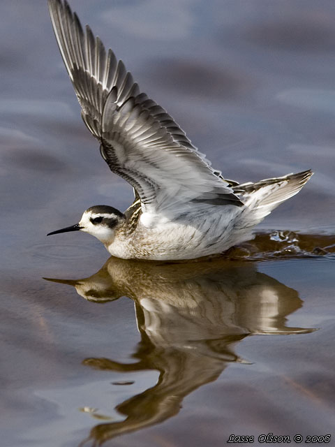 SMALNBBAD SIMSNPPA / RED-NECKED PHALAROPE (Phalaropus lobatus)