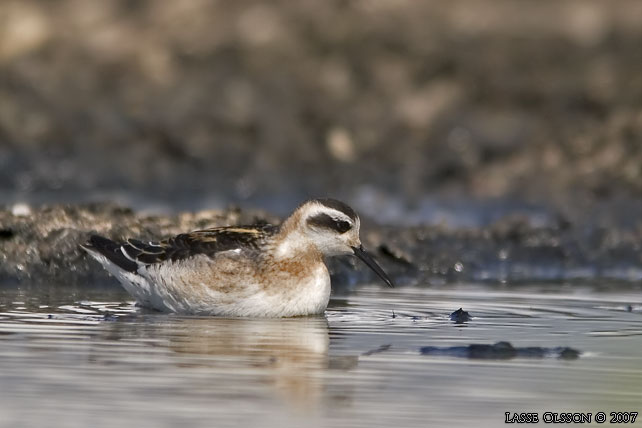 SMALNBBAD SIMSNPPA / RED-NECKED PHALAROPE (Phalaropus lobatus) - STOR BILD / FULL SIZE