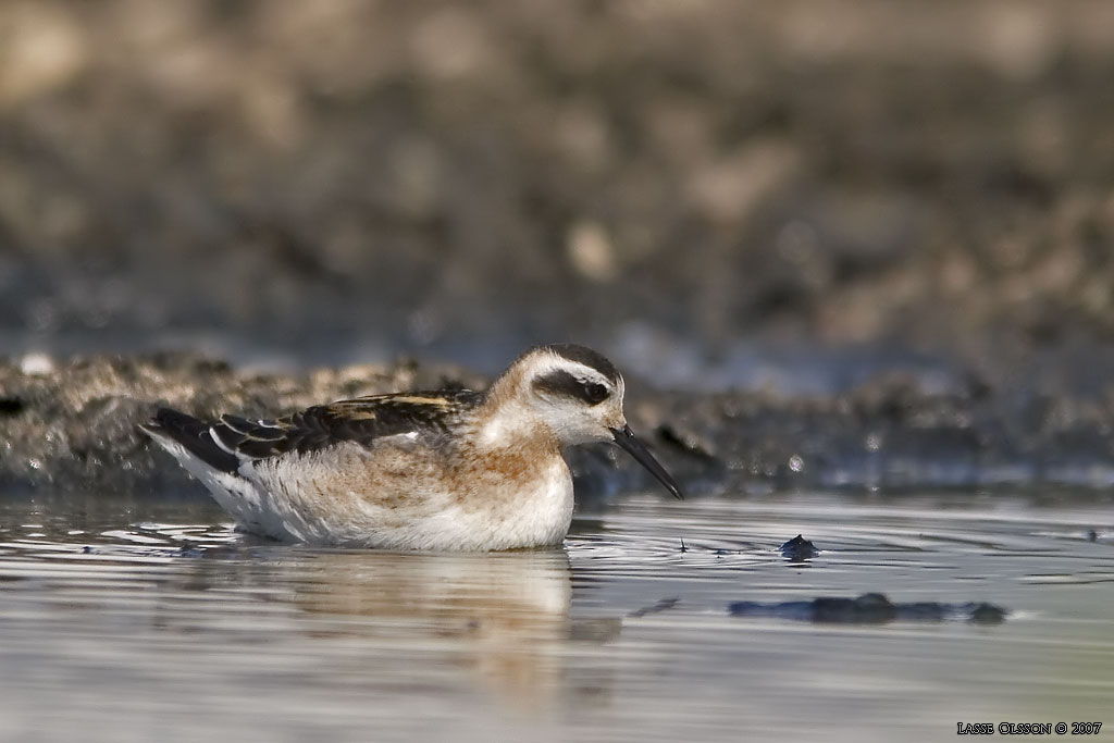 SMALNBBAD SIMSNPPA / RED-NECKED PHALAROPE (Phalaropus lobatus) - Stng / Close