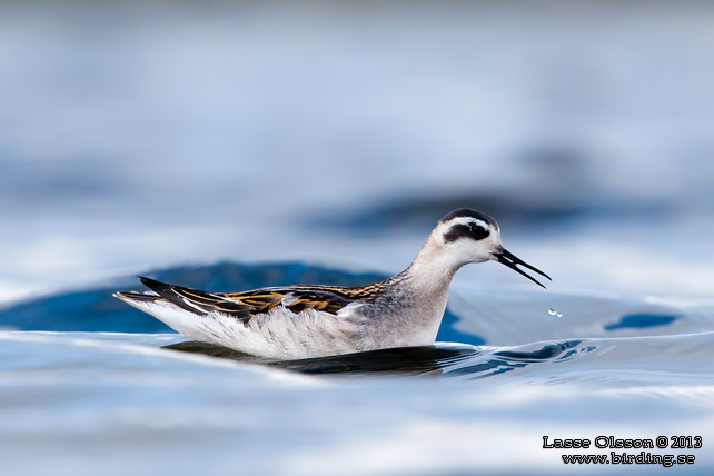 SMALNÄBBAD SIMSNÄPPA / RED-NECKED PHALAROPE (Phalaropus lobatus) - STOR BILD / FULL SIZE