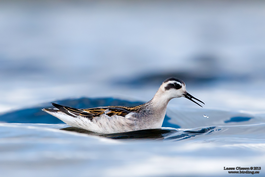 SMALNBBAD SIMSNPPA / RED-NECKED PHALAROPE (Phalaropus lobatus) - Stng / Close