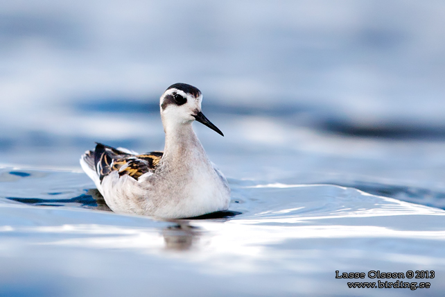 SMALNÄBBAD SIMSNÄPPA / RED-NECKED PHALAROPE (Phalaropus lobatus) - STOR BILD / FULL SIZE