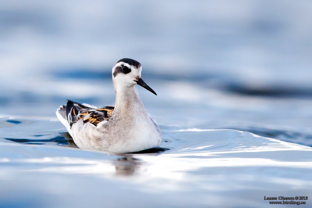 SMALNBBAD SIMSNPPA / RED-NECKED PHALAROPE (Phalaropus lobatus) - Stng / Close