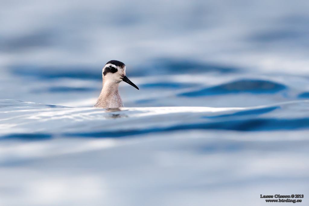 SMALNBBAD SIMSNPPA / RED-NECKED PHALAROPE (Phalaropus lobatus) - Stng / Close