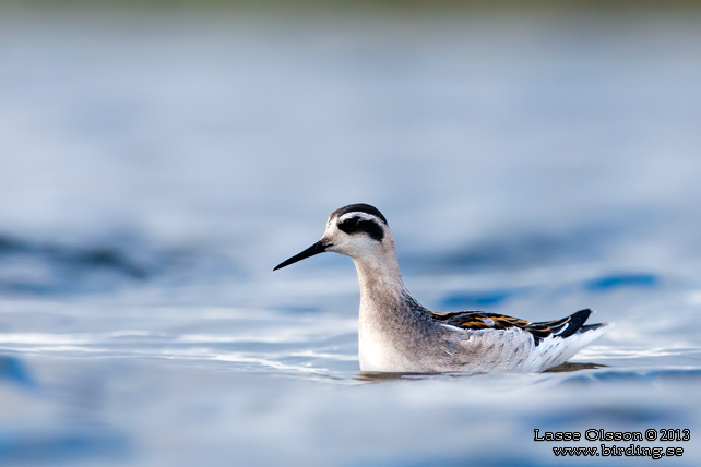 SMALNÄBBAD SIMSNÄPPA / RED-NECKED PHALAROPE (Phalaropus lobatus) - STOR BILD / FULL SIZE