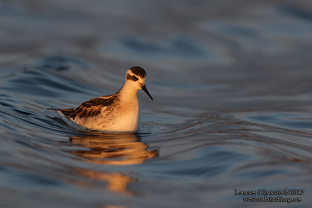 SMALNÄBBAD SIMSNÄPPA / RED-NECKED PHALAROPE (Phalaropus lobatus) - STOR BILD / FULL SIZE