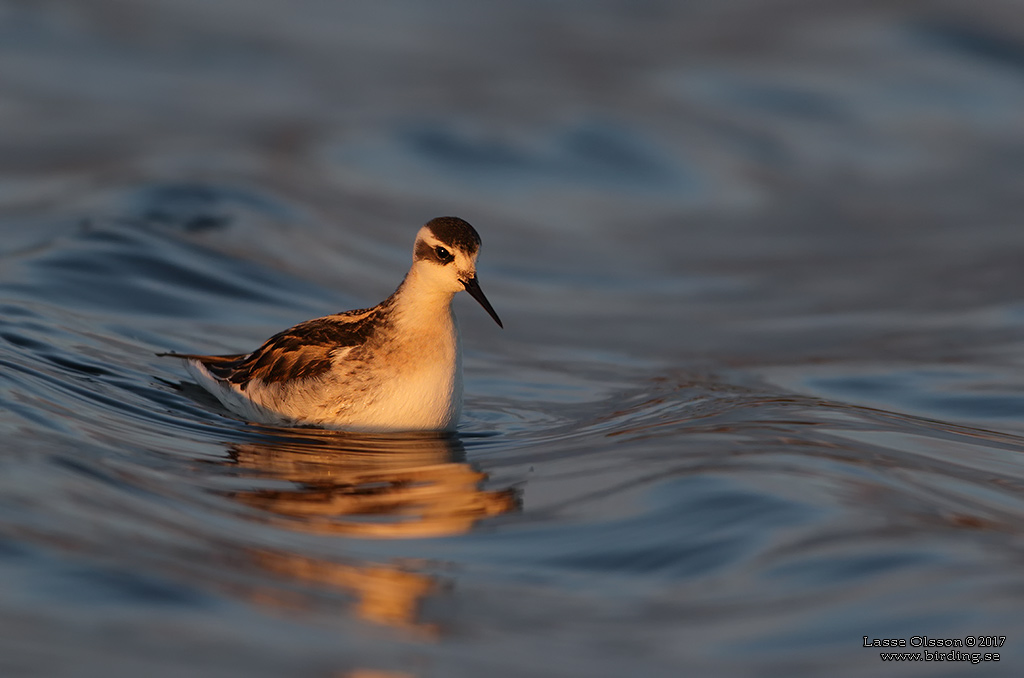 SMALNBBAD SIMSNPPA / RED-NECKED PHALAROPE (Phalaropus lobatus) - Stng / Close