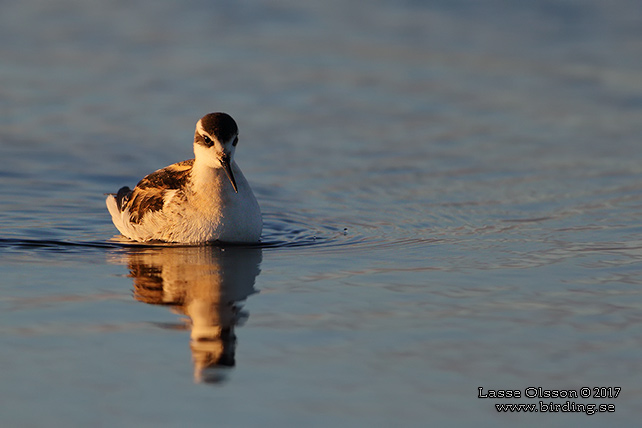 SMALNÄBBAD SIMSNÄPPA / RED-NECKED PHALAROPE (Phalaropus lobatus) - STOR BILD / FULL SIZE