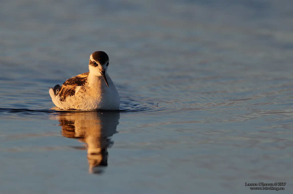 SMALNBBAD SIMSNPPA / RED-NECKED PHALAROPE (Phalaropus lobatus) - Stng / Close