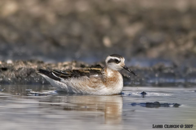 SMALNBBAD SIMSNPPA / RED-NECKED PHALAROPE (Phalaropus lobatus) - STOR BILD / FULL SIZE