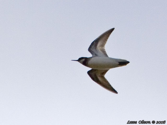 SMALNBBAD SIMSNPPA / RED-NECKED PHALAROPE (Phalaropus lobatus)