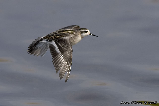 SMALNBBAD SIMSNPPA / RED-NECKED PHALAROPE (Phalaropus lobatus)