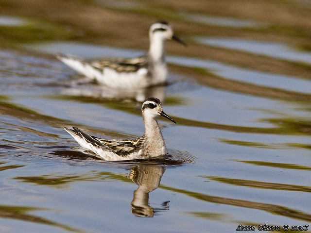 SMALNBBAD SIMSNPPA / RED-NECKED PHALAROPE (Phalaropus lobatus)