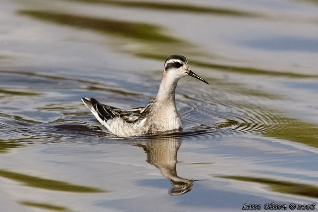 SMALNBBAD SIMSNPPA / RED-NECKED PHALAROPE (Phalaropus lobatus) - STOR BILD / FULL SIZE