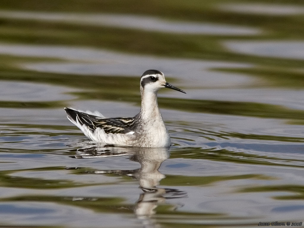 SMALNBBAD SIMSNPPA / RED-NECKED PHALAROPE (Phalaropus lobatus) - Stng / Close