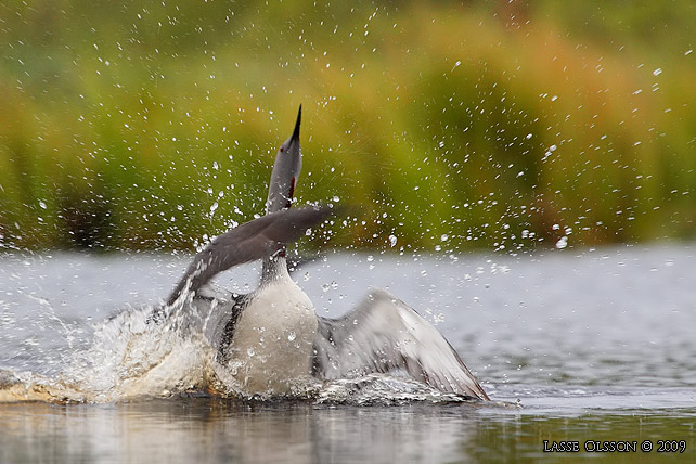 SMLOM / RED-THROATED LOON (Gavia stellata) - stor bild / full size